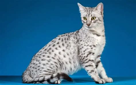 Top 10 Rarest Cat Breeds In The World