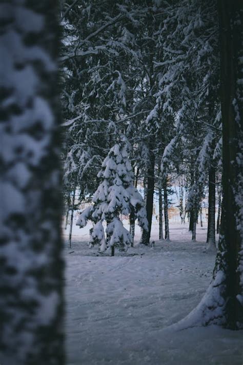 Snow on the Trees During the Winter · Free Stock Photo