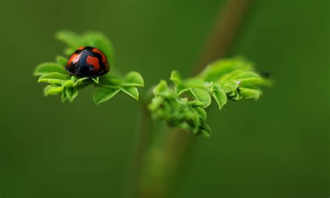 Free photos: Ladybug - 73 images, Ladybug photos, Ladybug pictures - Jooinn