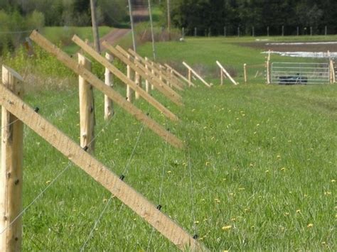 Deer Fence Ideas Why Do You Need One And How To Choose It