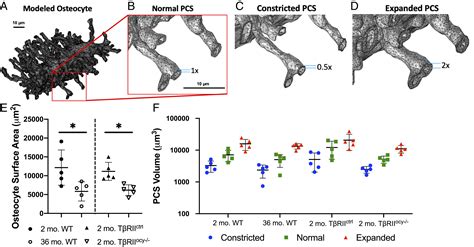 Disrupted Osteocyte Connectivity And Pericellular Fluid Flow In Bone