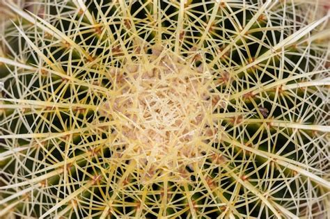 Premium Photo Echinocactus Grusonii Or Golden Barrel Cactus Top Angle