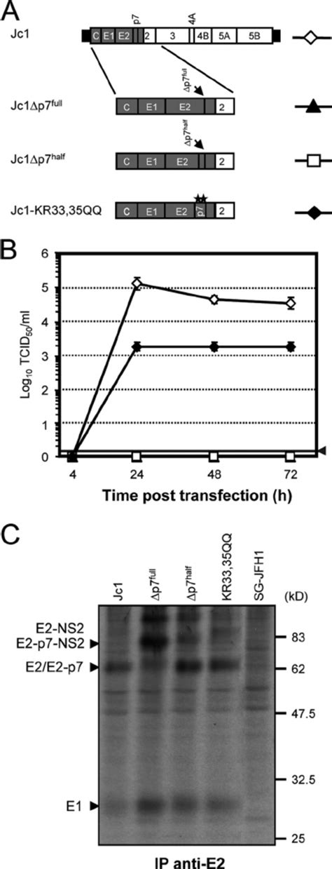 Analysis Of Virus Production And Polyprotein Processing Of Jc Genomes