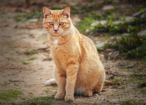 Kostenlose Foto Ingwer Auge Felidae Fleischfresser Kleine Bis