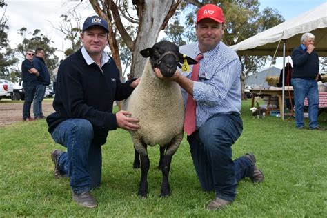 Top South Australian Maternal And Terminal Breed Studs For 2022 Stock