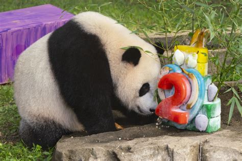 Adorable Bear Makes Media Debut - Washingtonian