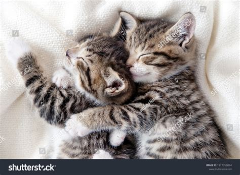 10 Mèo Dễ Thương Cute Cats Hugging Trong Hình ảnh Chúng ôm Nhau