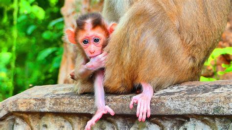 Wow Newborn Baby Monkey So Cute Newborn Monkeys Are Really