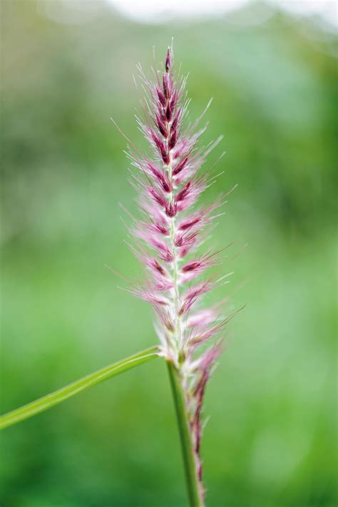 Pennisetum: how to grow, care for and cultivate | Flower spike ...