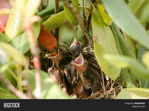 Male Cardinal Feeding Image & Photo (Free Trial) | Bigstock