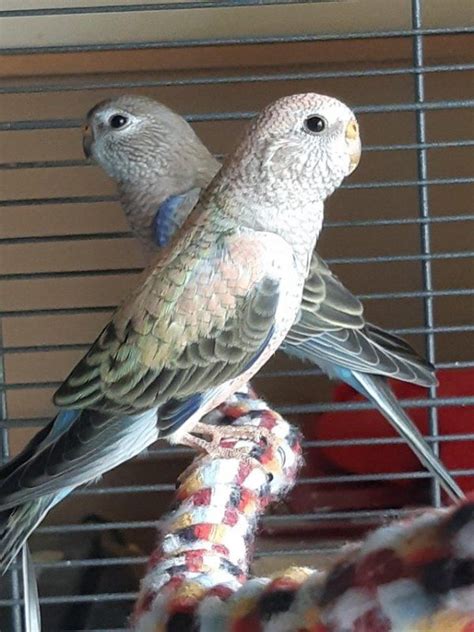 One Pair Of Bourkes Parakeets Online Bird Auctions