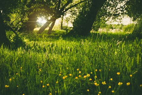 Green Grass In The Forest · Free Stock Photo