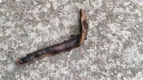 'Killer worm' found in UK as gardeners and farmers warned to 'kill but ...