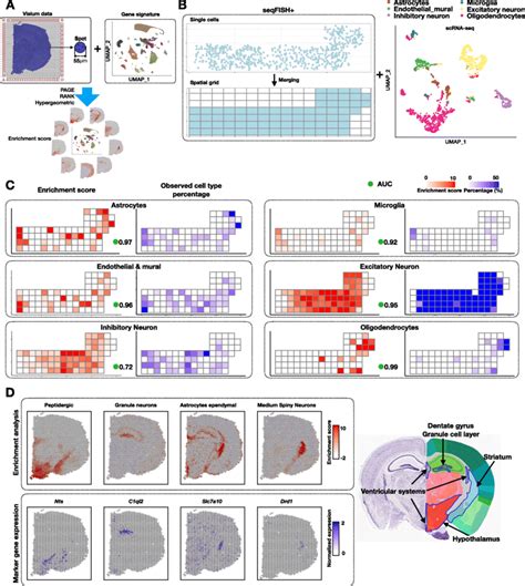 Cell Type Enrichment Analysis On Spatial Expression Data A Schematic