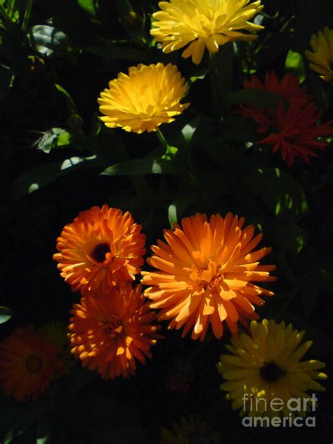 Old Fashioned Marigolds Photograph By Martin Howard