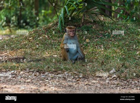 Toque Macaque Monkey Macaca Sinica Sri Lanka Stock Photo Alamy