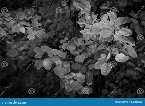 Cespuglio Di Fumo In Bianco E Nero Fotografia Stock Immagine Di