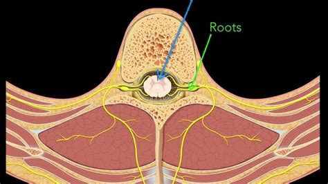 Anatomy Of The Spinal Cord Trial Exhibits 45 Off