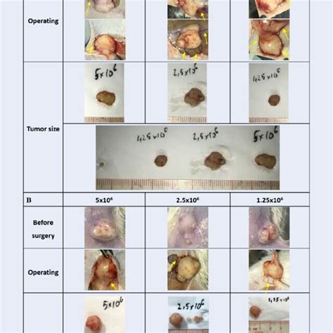 Image of surgery tumor on mice model. (A) NUDE mice model; (B):... | Download Scientific Diagram