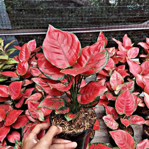 Jual SUPER PROMO Tanaman Hias Aglonema Red Anjamani Shopee Indonesia