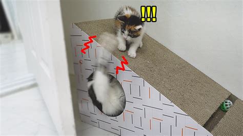 Mom Cat Is Very Aggressive Towards Baby Cat What Should I Do YouTube