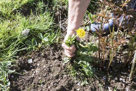 C Mo Eliminar Las Malas Hierbas Sin Herbicidas Y De Forma Natural