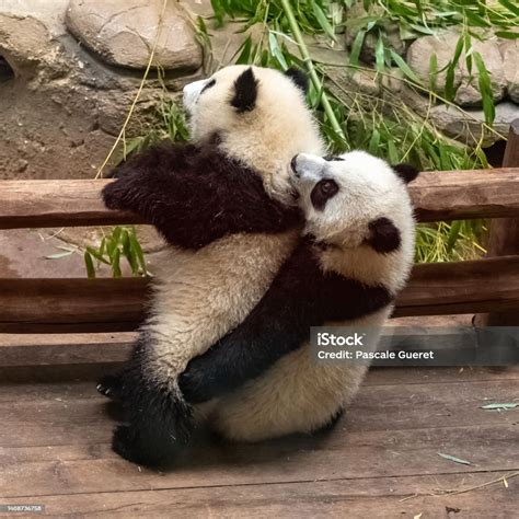 Giant Pandas Two Babies Playing Stock Photo Download Image Now