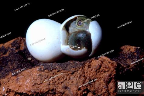 Green Gecko Hatching from an egg, South Africa, Stock Photo, Picture And Rights Managed Image ...