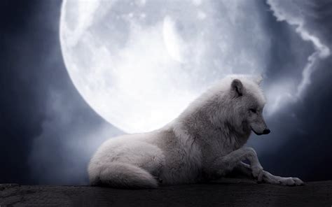 Hd Wallpaper Of A White Wolf Under The Moonlit Sky