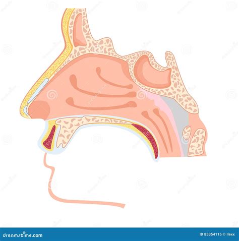 Nasal Cavity Stock Vector Illustration Of Education 85354115