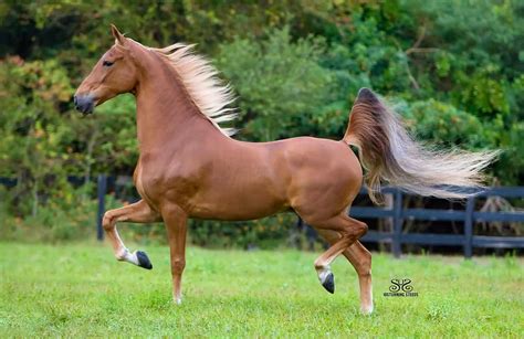 Saddlebred Horse American Saddlebred Horses American Saddlebred