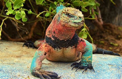 Marine Iguanas and its evolutionary adaptations