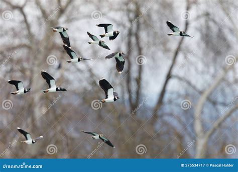 Flying Lapwing Flock Vanellus Vanellus In Front Of Trees Stock Image