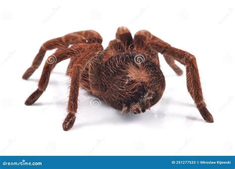 Tarantula Spider Female Theraphosa Blondi Shot From Behind Stock