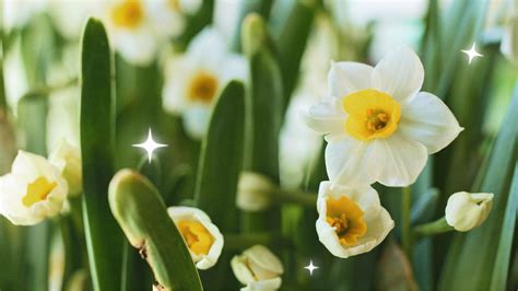 Narcissus Meaning And Symbolism What Meanings Do The Colours Of The