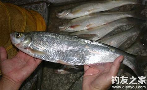 釣翹嘴魚釣點、魚餌選擇及釣法技巧 每日頭條