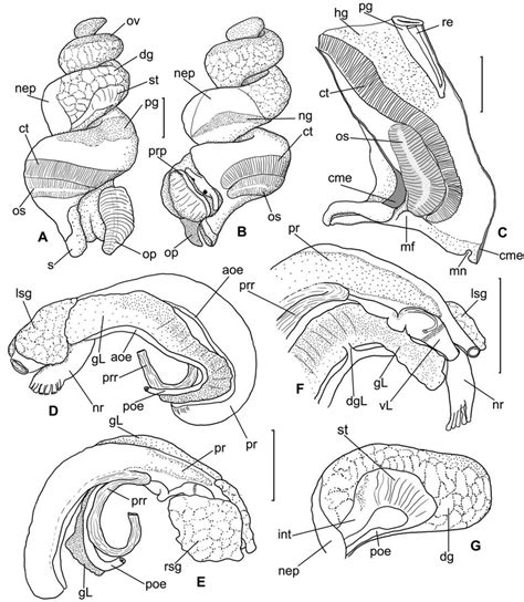 Anatomy of Angulofusus nedae n. sp. A, B – general morphology of the ...