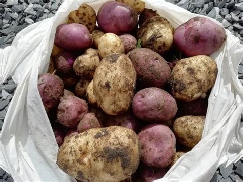 How To Cure Potatoes After Harvest A Step By Step Guide Growerexperts