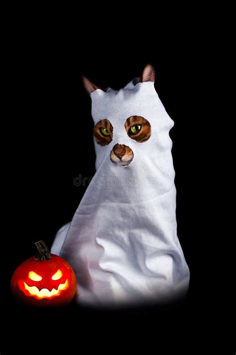 345 Ghost Cat Costume Stock Photos - Free & Royalty-Free Stock Photos from Dreamstime