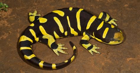 Wild File: Meet the largest land salamander on earth