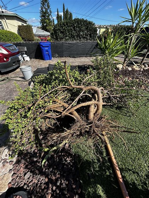 Portulacaria Afra Known As Elephant Bush Porkbush Purslane Tree