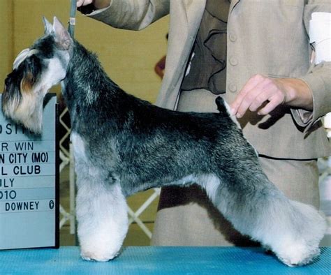 Salt & Pepper Miniature Schnauzer Puppies in Florida | Reberstein’s