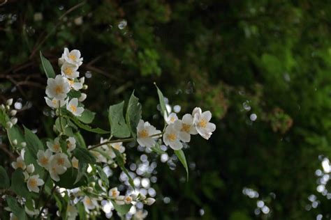 18 Beautiful Mock Orange Varieties (Philadelphus) - Petal Republic