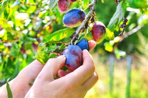 How To Grow Plums The Complete Guide Minneopa Orchards