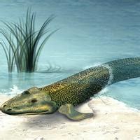 Tiktaalik - Discussion on PDB