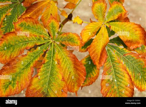 Fall season, National Gardens, Athens, Attica, Greece Stock Photo - Alamy