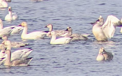 Ebird Checklist Oct Embouchure Rimouski Species