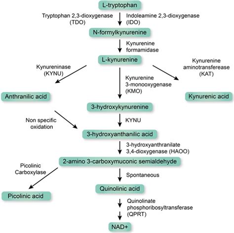 Schematic Overview Of The Kynurenine Pathway The First And