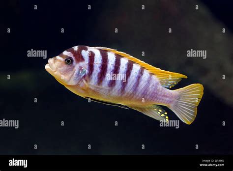 Labidochromis cichlid (Red Top Hongi ) - Labidochromis sp Stock Photo ...