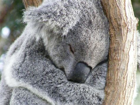 Faits intéressants Australian Koala Foundation